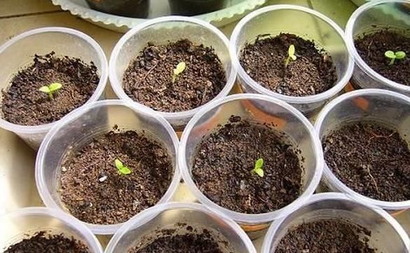  不用|天竺葵不用买，折一段枝就能开成花球！