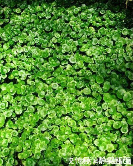 铜钱草|家庭养6种花“要当心”，容易出现“生物入侵”，天天起来要清理