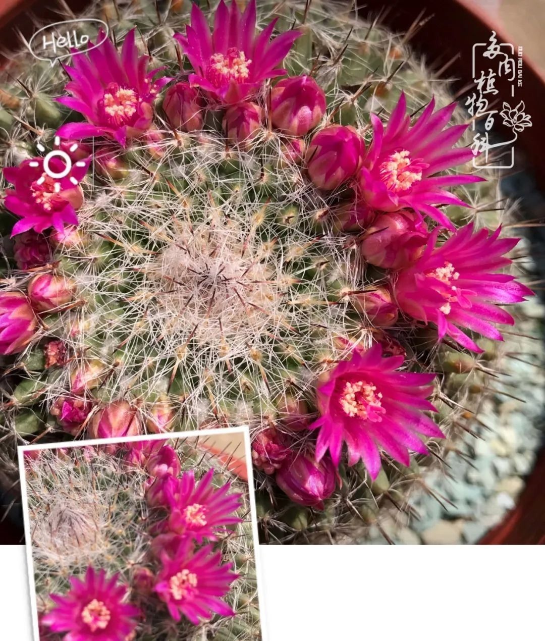 一种爱好就是一种境界，养花养多肉可以培养一个人的心境！