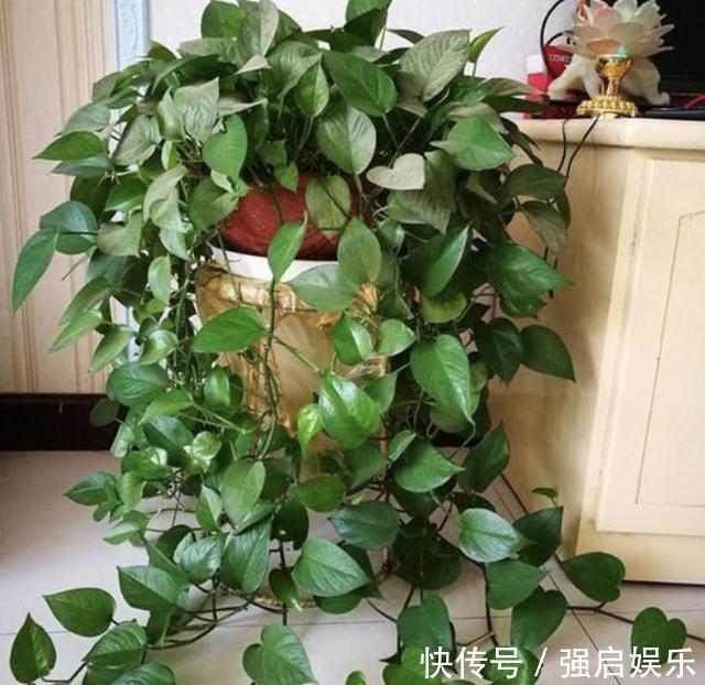 虎皮兰、绿萝都喜欢“它”,花盆里“垫1块”,29天爆盆,旺盛!