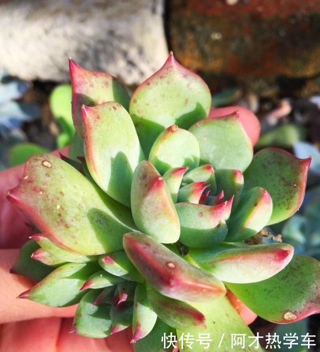 多肉变成一张大饼，该咋救这一招绝对好使！多肉变成一张大饼，该咋救这一招绝对好使！