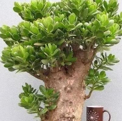 光照|玉树老桩盆景是怎么养成的