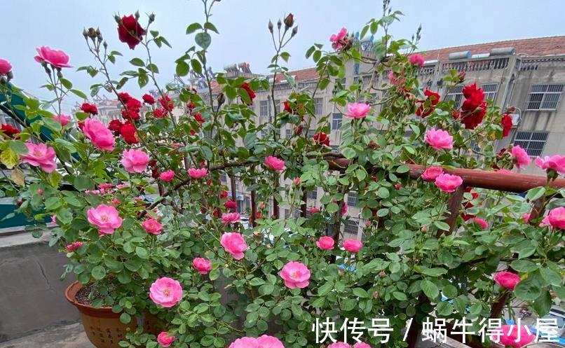 药剂|养月季,不用怕蚧壳虫、红蜘蛛、蚜虫,这么一处理问题全解决了