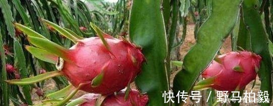 土壤|3种“水果”不用买，剪下枝条“插土里”，生根发芽，采摘1箩筐！