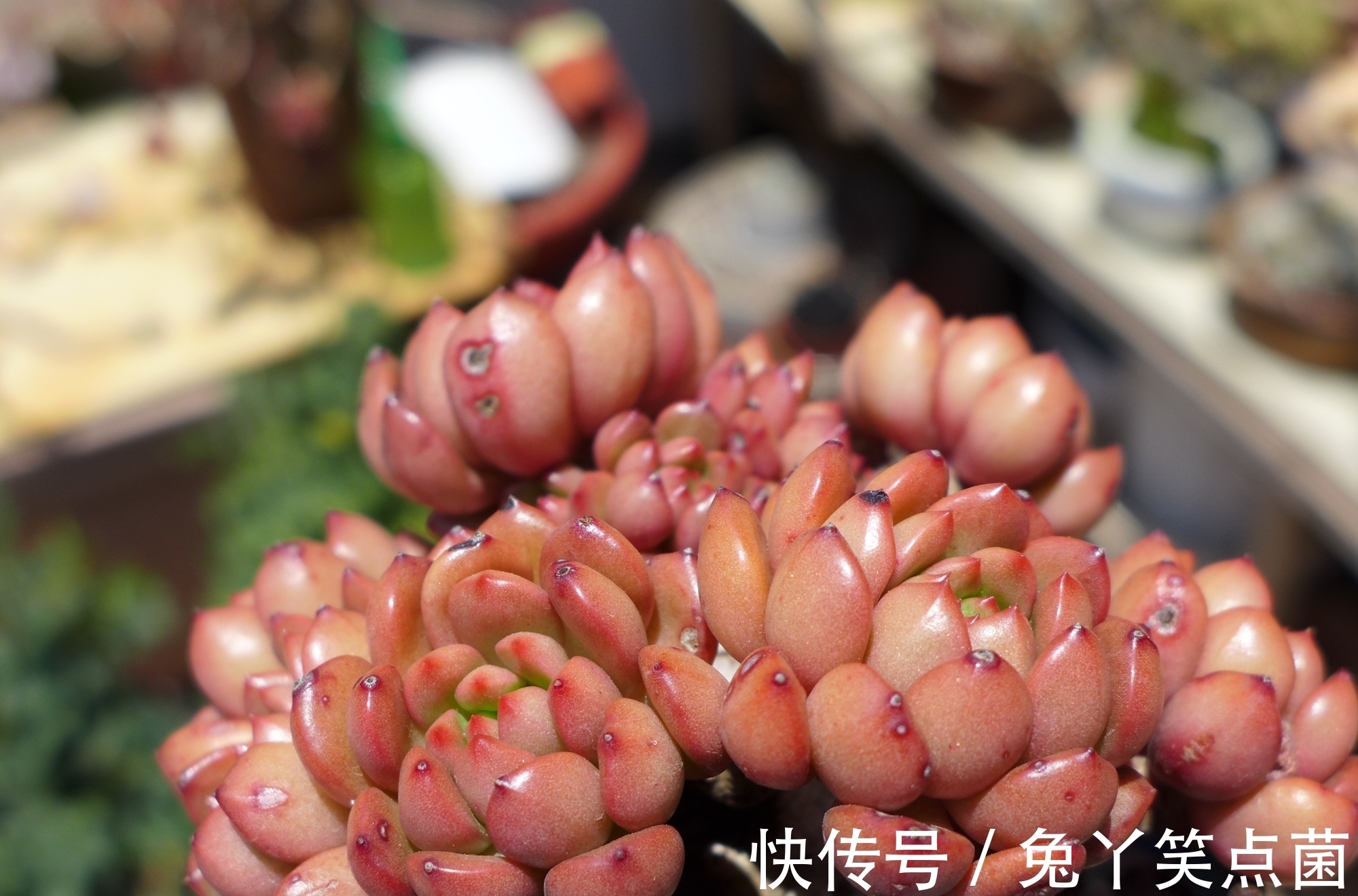 红宝石|这3种多肉养护的花友不少,能养成直立桩的却不多,真是太美了