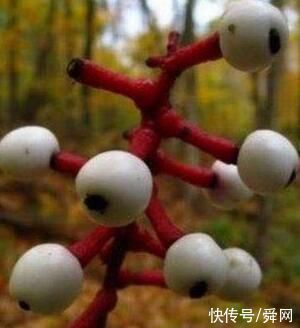 恐怖、凶残，会吃动物的植物大盘点