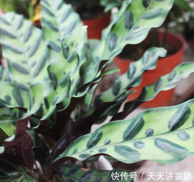 孔雀竹芋喜|孔雀竹芋、猫眼竹芋名字像、长得像,养护方法不同,不可混为一谈