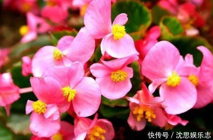 种花|家里养上4种花,开花一簇簇,花期长、花量大,家里变花园!