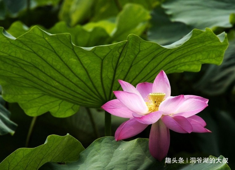 男人|最会心疼媳妇的三生肖男，在外能努力赚钱，在内会洗衣做饭带孩子