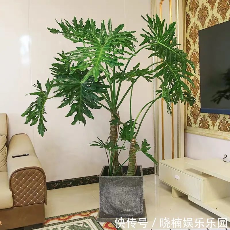 客厅见树，后代富足，7种“吉利树”，随便养一盆，养人又旺家