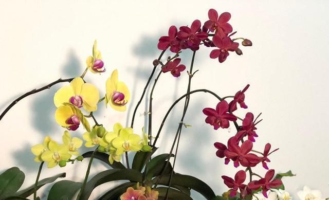 耐阴的吉祥兰,花开奇特,还有顶级的香味