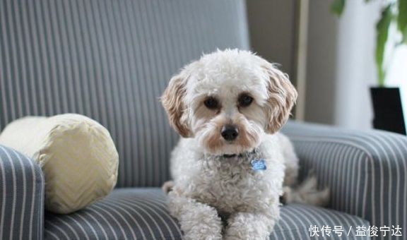 喂养|如何顺利给宠物狗喂口服药,掌握正确口服喂养技巧,狗狗不会抵抗