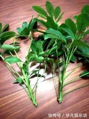 枝条|这4种花，剪个枝插水里，10天就生根，特别好养活！