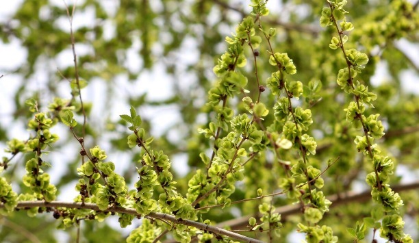 野菜|春天挖野菜，送你56种野菜大图片，带你见识不同的野菜和吃法