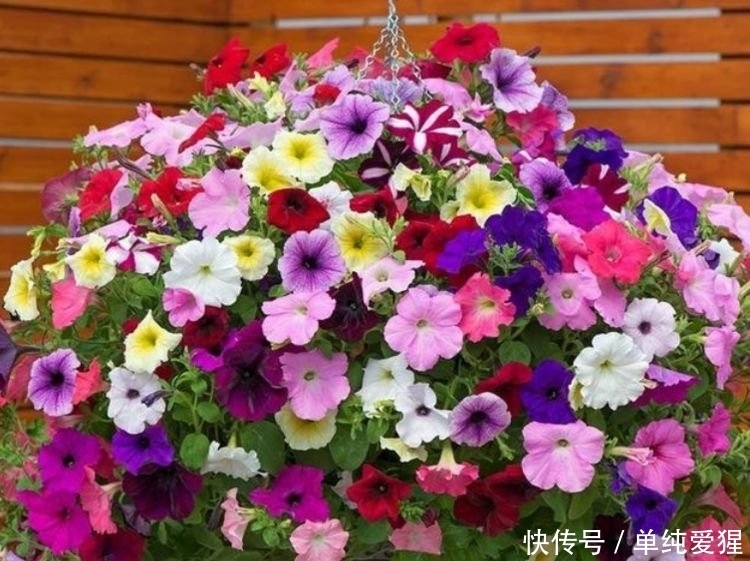 此花超漂亮,沾土就活,开花又大又艳,养庭院,十里飘香