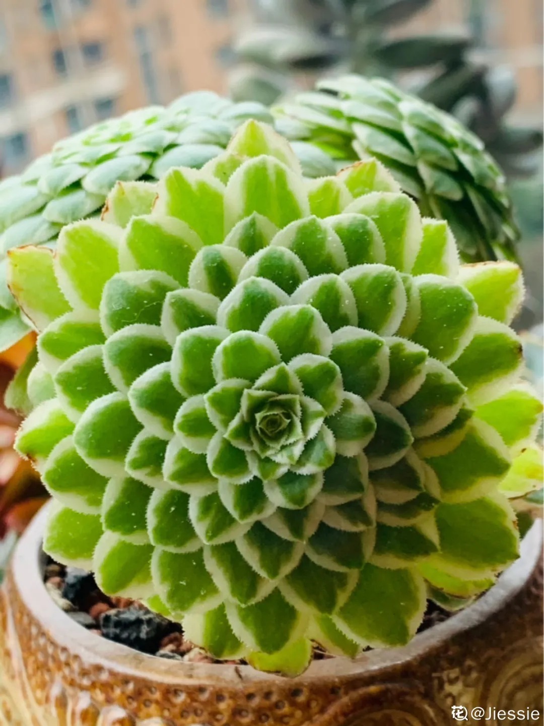 橙梦露|自从养了这8种多肉,我就没出过门,太“毒”了