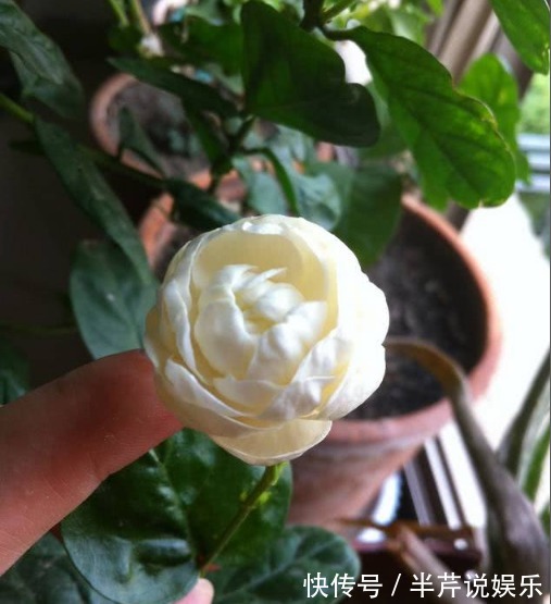 茉莉|邻居养了一株笔尖茉莉,香味蹿进了左邻右舍,太好闻了!