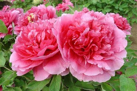 养花试试这款,生长繁茂,花色艳丽,美极了