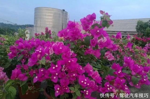 这8种懒人花,花期长,好看又好养!这8种懒人花,花期长,好看又好养!