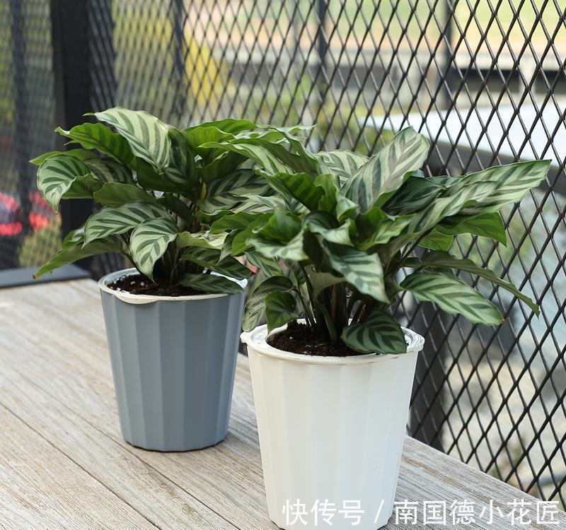 植物|自制花盆、水和肥养花,养啥旺啥,效果好成本低