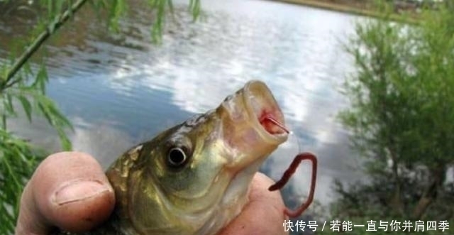 鲫鱼|蚯蚓“万能”饵,只需按我说的用,不吹不黑,钓上的鲫鱼都很大