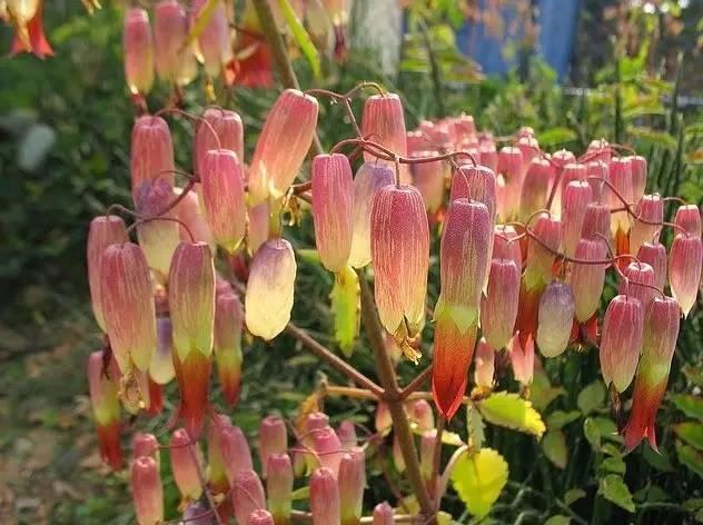 4种多肉植物不要随便丢在地上,小心它们占领你们的院子