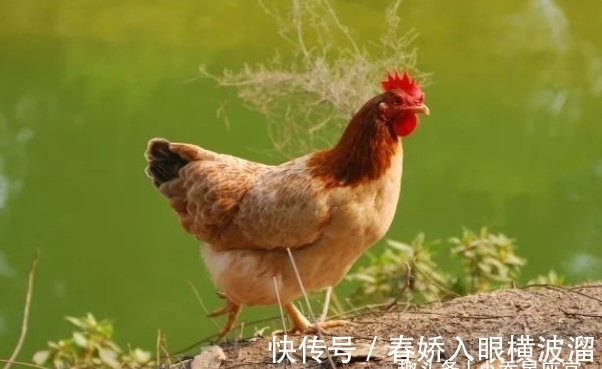 贵人|生肖猴的贵人是谁？遇到了一定把握住，12月扭转乾坤，锦鲤翻身