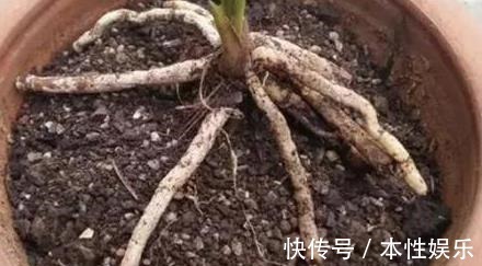 塑料袋|养花土,用一个塑料袋,轻松杀虫灭菌,花盆里一个虫子都没有