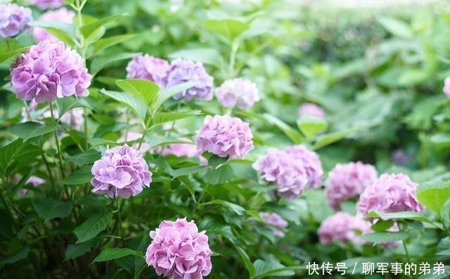 是因为|绣球花经常黄叶,养不好?那是因为养殖方法不对