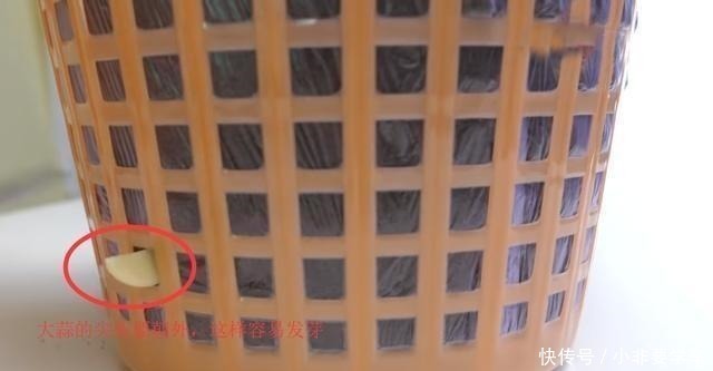 一个垃圾桶,能种出一桶蒜!多到吃不完,以后家里一年都不用买了!