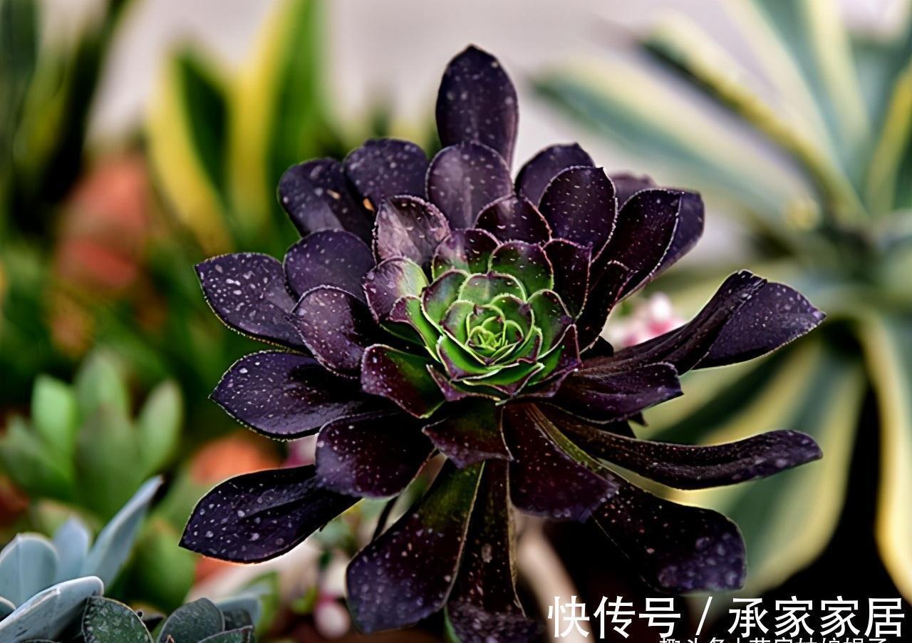 给多肉植物上盆,牢记这5个方面,服盆快,后期也好养一些