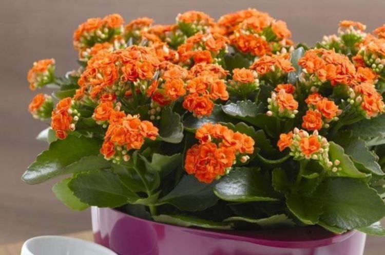 养花就养这几款,漂亮寓意好,大家都抢着买,你家有吗