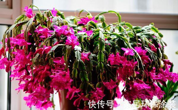侧芽|养花,适时适度的修剪既可保证好看的株形,还能促进侧芽的萌发
