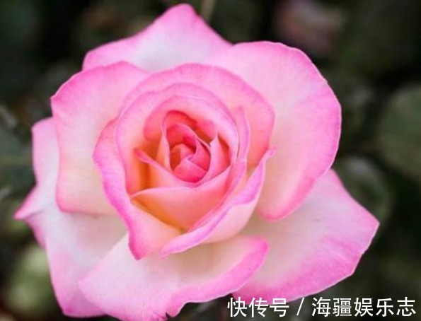 月季|三种观赏价值非常高的月季,不是我国培育的,但是适合种在庭院中