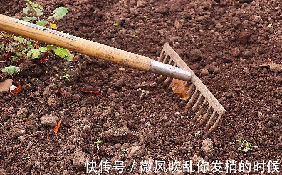 光照|阳台养花“6大错”,错了一个就黄叶,都占了就是“养花杀手”