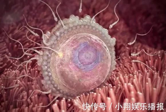 皮下脂肪|子宫内胎儿0~40周,发育变化全过程,太神奇了!