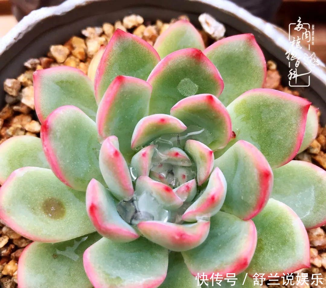 楼顶的多肉,让我的生活无意间打开了一个新世界!