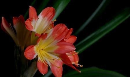 家养君子兰,这一种“好物”不要扔,埋在土壤里,花芽呼呼冒