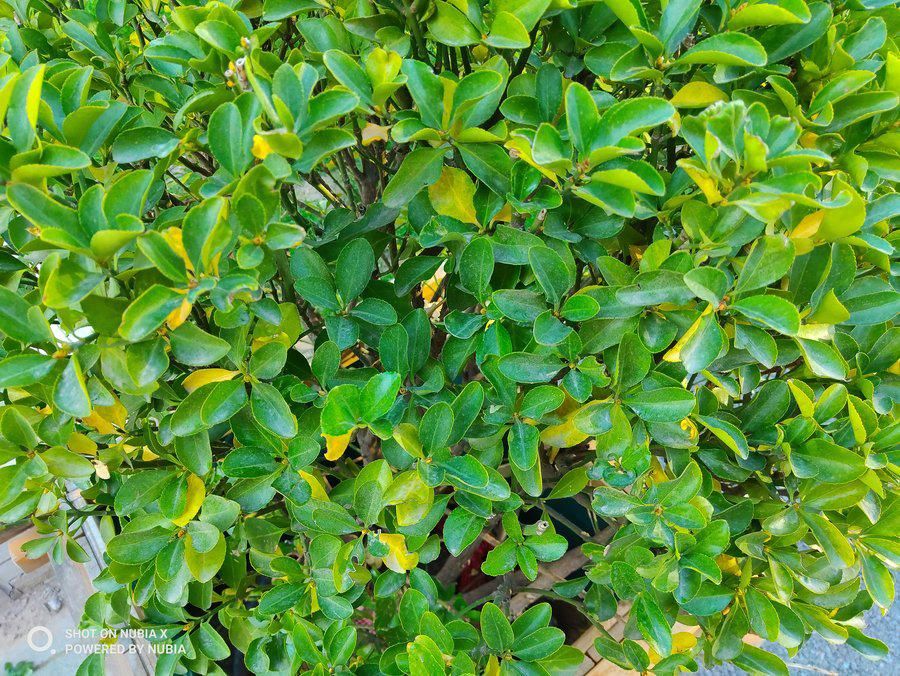 努比亚|实现全面屏的另一个方向 努比亚X全面评测