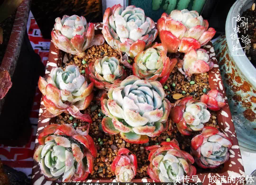 广东的冬天是多肉的春天,时间是最好的魔法师!