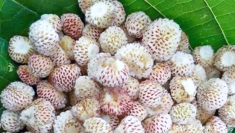 常误认含毒不能吃,却香甜如蜜,一斤卖30元,可惜农村少见