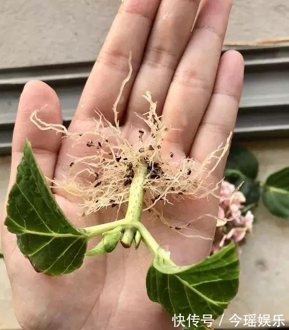 2种扦插法，插什么活什么，养花人都要会，新手也能做得好！