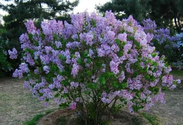 让“紫丁香”枝叶长不停、开花爆盆,其实只需把“3要点”完成好