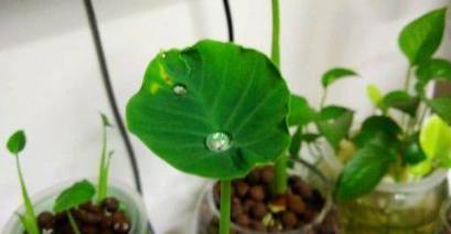 丢水里就能长得很好的6种蔬菜，比花美、比绿萝还好养！