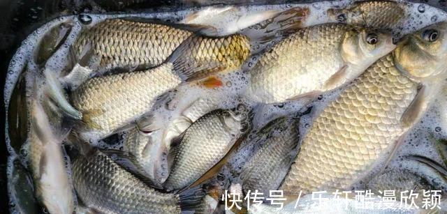 路人|不用鱼钩不用鱼竿也能钓上鱼广西北海现“新奇钓法”,路人围观