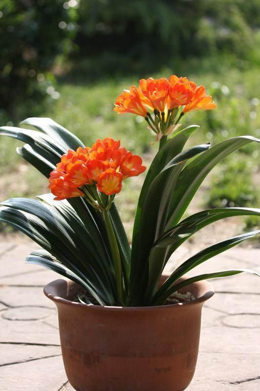 君子兰“开花”讲究大，好好催一催，接着冒花箭，花比拳头大