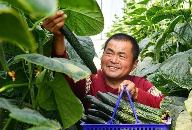 买黄瓜时,遇到4种转身就走,5毛1斤也不要,为了健康别图便宜