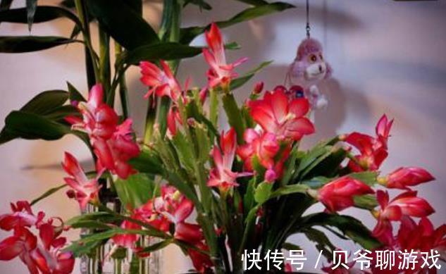 植株|11月养蟹爪兰，花盆里掺点“小东西”，叶片坚挺如钢，能开花不断