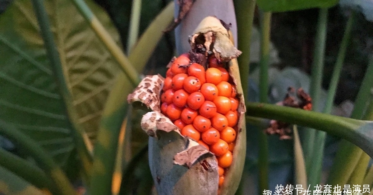 学会了这些养护上的事，养了20年的滴水观音，终于开花结果了