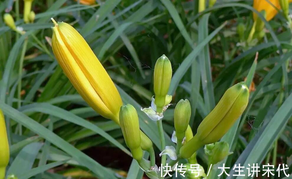 补品|农村常见的几种野菜，功效神奇，属于天然补品，谁吃谁好